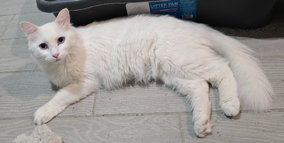 Aiko stretched out comfortably on the floor