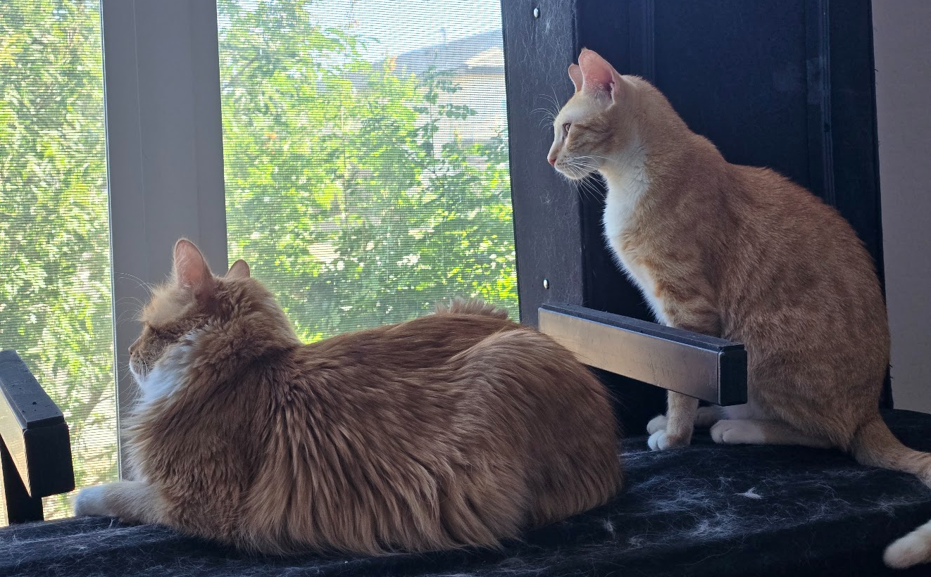 Amore and Milo together at the office window